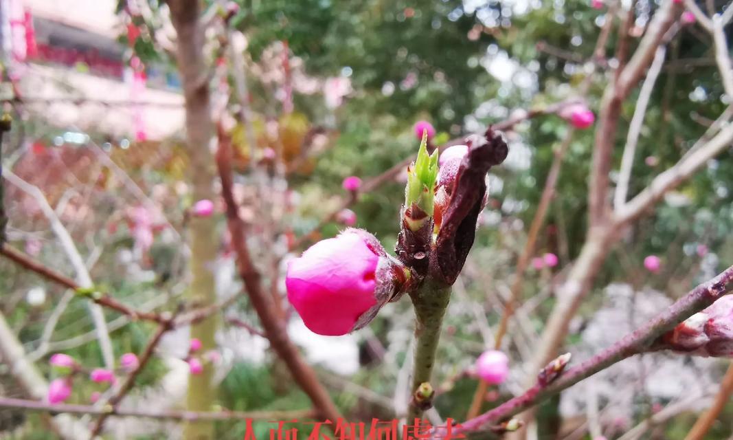 桃花校园出装攻略大全（打造青春活力，展现个性魅力，教你如何在桃花校园脱颖而出！）