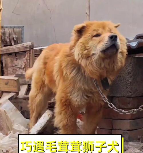 《手游狮子狗基本教学攻略》（掌握关键技巧，成为高手！）