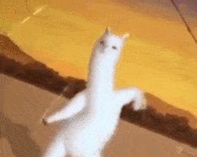 逗比羊驼玩法攻略（逗比羊驼玩法大揭秘，快来一起嗨翻天！）